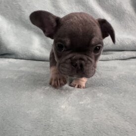 French Bulldog - Dogs