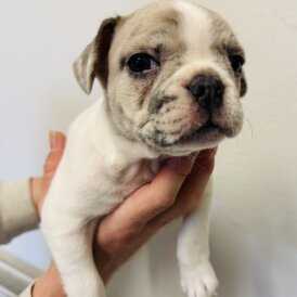 French Bulldog - Bitches
