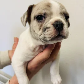 French Bulldog - Bitches
