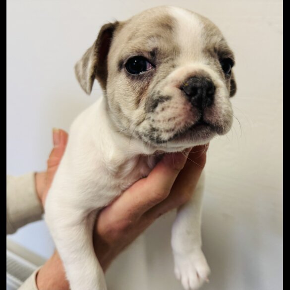 French Bulldog - Bitches