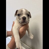 French Bulldog - Bitches