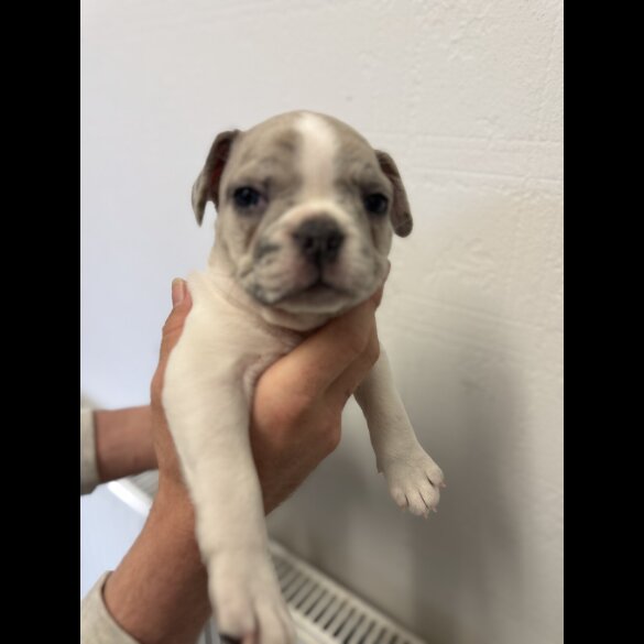 French Bulldog - Bitches