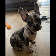 French Bulldog - Both