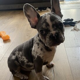 French Bulldog - Dogs