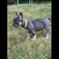 French Bulldog - Both