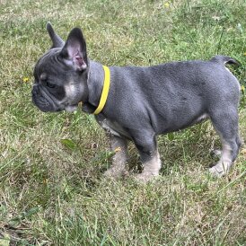 French Bulldog - Both