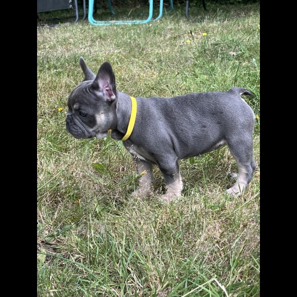 French Bulldog - Both