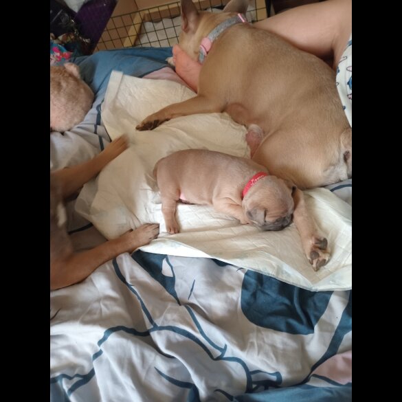 French Bulldog - Both