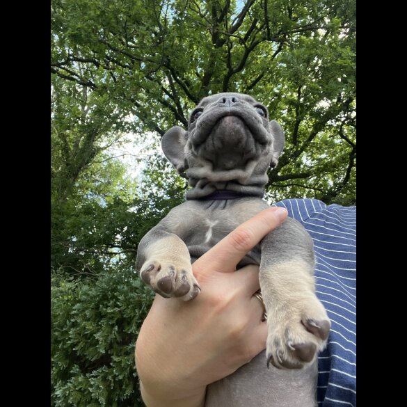French Bulldog - Both