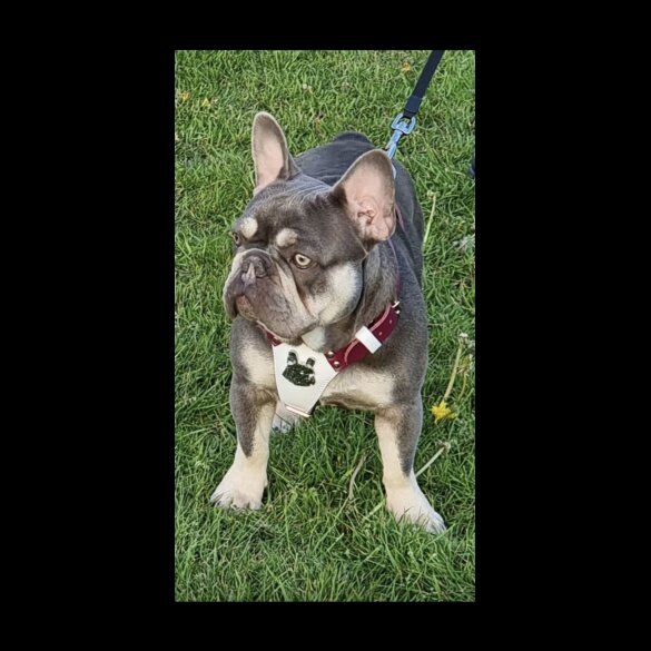 French Bulldog - Both