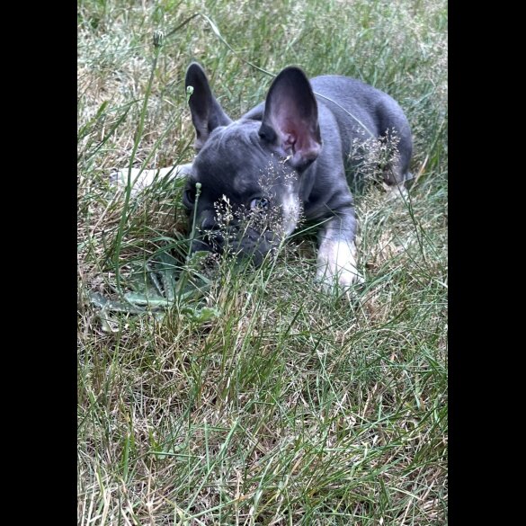 French Bulldog - Both