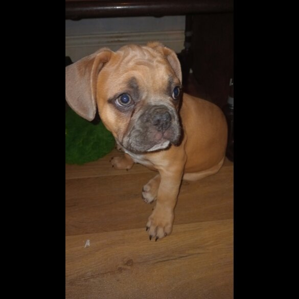 French Bulldog - Both