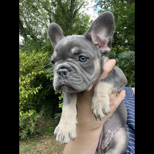 French Bulldog - Both