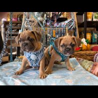 French Bulldog - Both