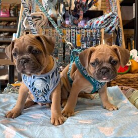 French Bulldog - Both