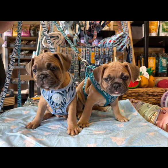 French Bulldog - Both