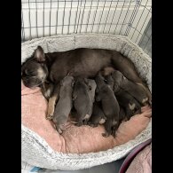 French Bulldog - Both