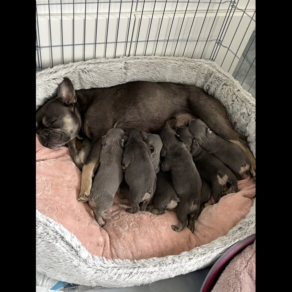 French Bulldog - Both