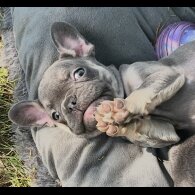 French Bulldog - Both