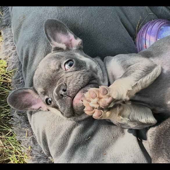 French Bulldog - Both
