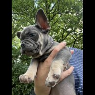 French Bulldog - Both
