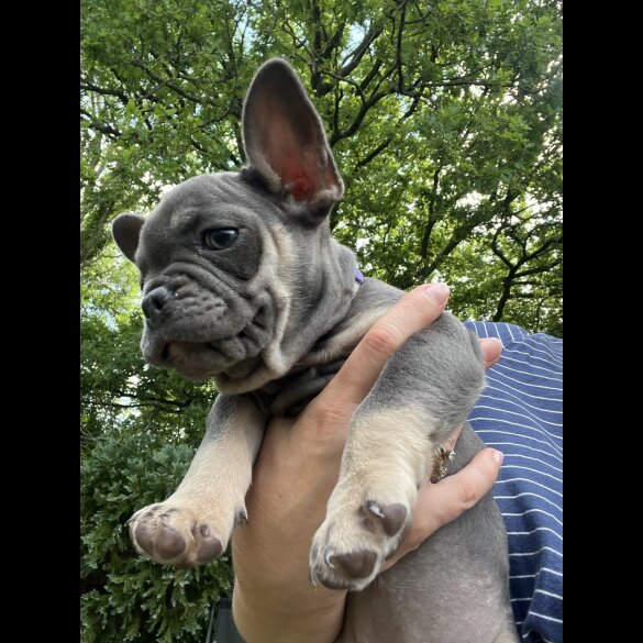 French Bulldog - Both