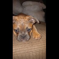 French Bulldog - Both