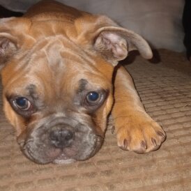 French Bulldog - Dogs