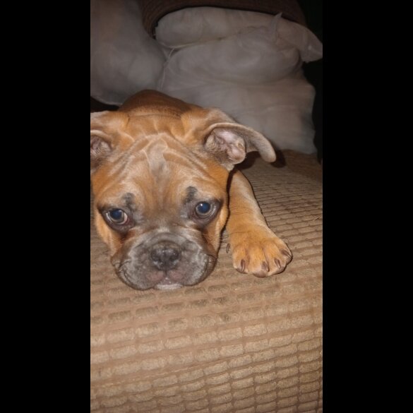 French Bulldog - Both