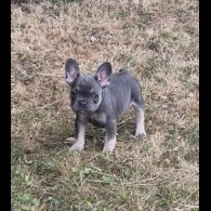 French Bulldog - Both
