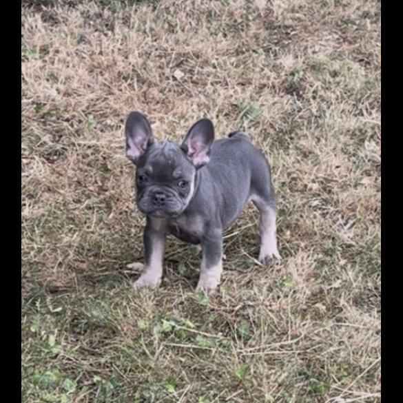 French Bulldog - Both