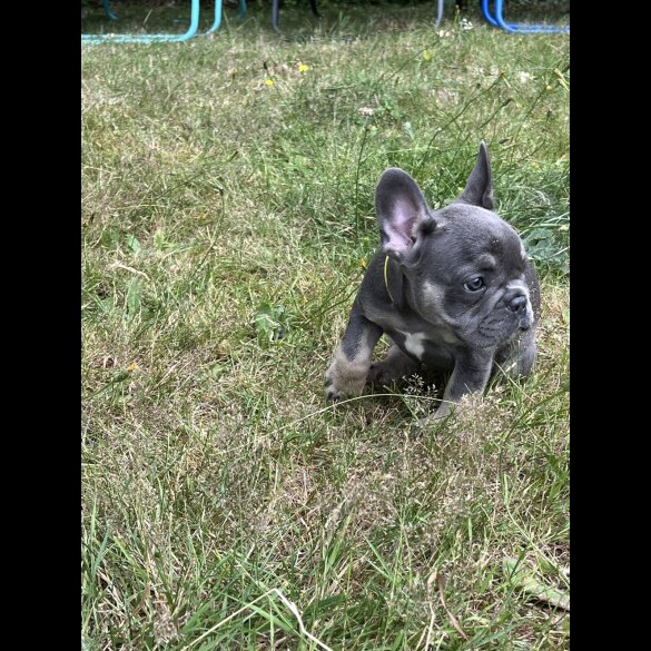 French Bulldog - Both