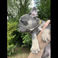 French Bulldog - Both