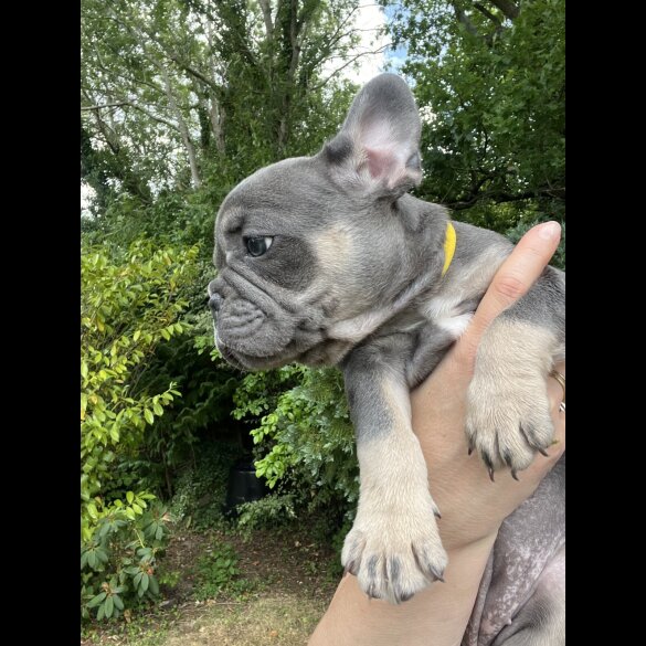 French Bulldog - Both