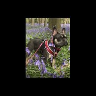 French Bulldog - Both
