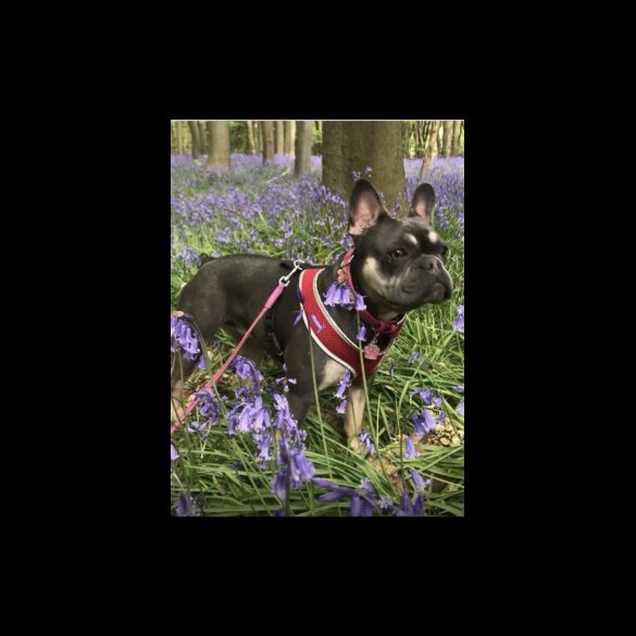 French Bulldog - Both