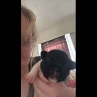 French Bulldog - Both
