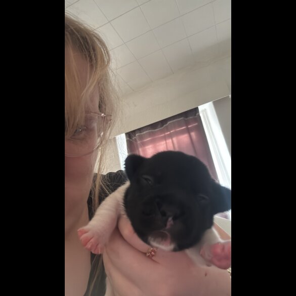 French Bulldog - Both