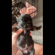 French Bulldog - Both