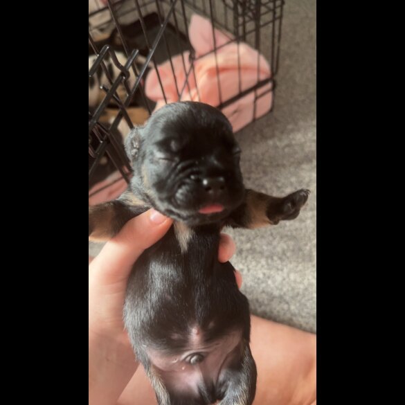 French Bulldog - Both
