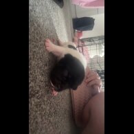 French Bulldog - Both