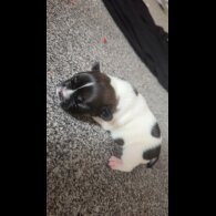 French Bulldog - Both