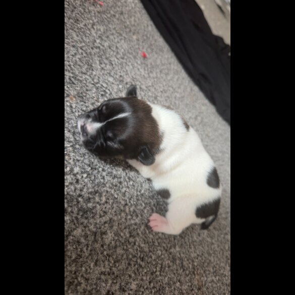 French Bulldog - Both