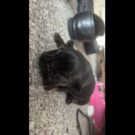 French Bulldog - Both