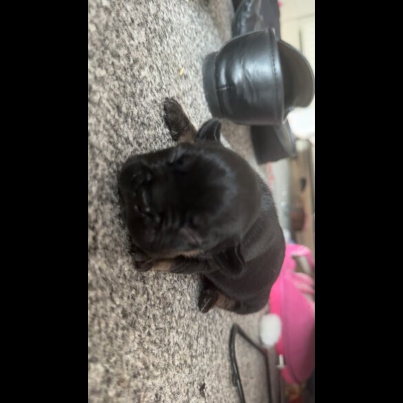 French Bulldog - Both