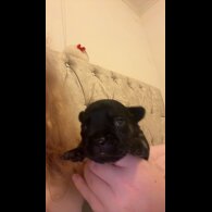 French Bulldog - Both