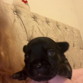 French Bulldog - Both