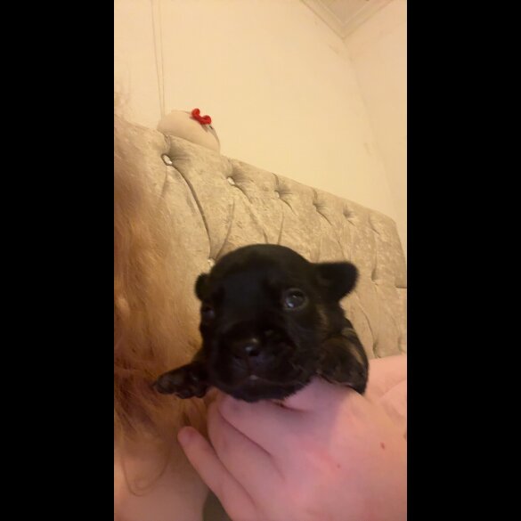 French Bulldog - Both