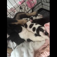 French Bulldog - Both