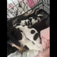 French Bulldog - Both